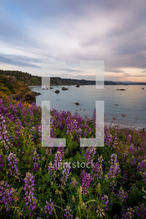 Lupine on the Cliffs