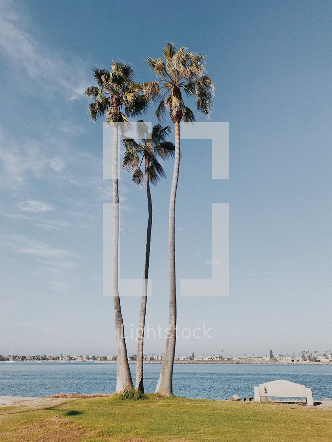 tall palm trees along a harbor 
