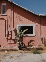 a cactus in front of a house window 