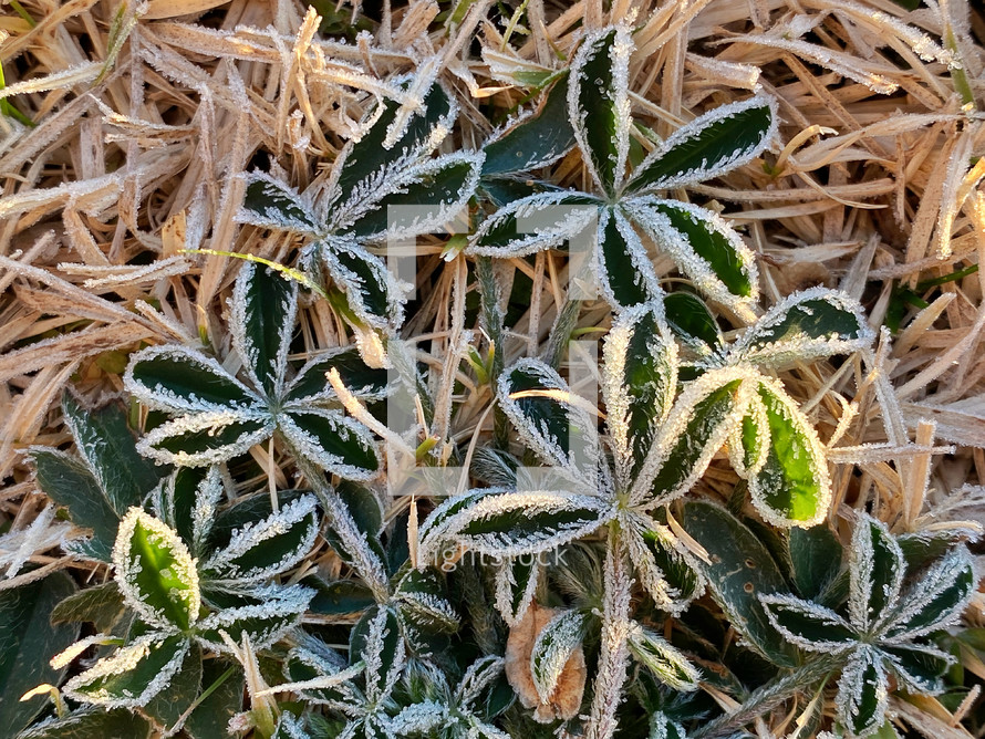 frost on hardy green leaves of bluebonnet plant
