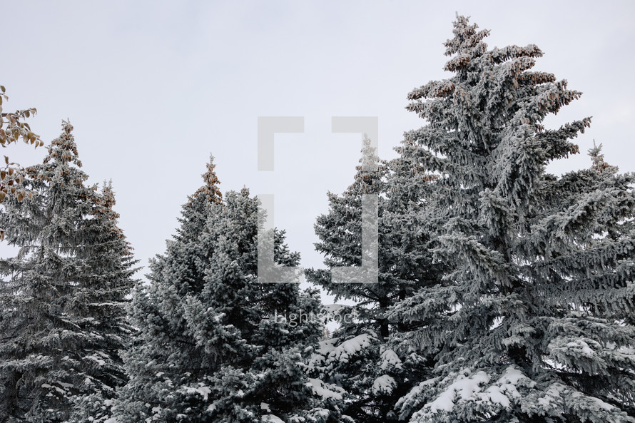Snowy evergreen trees