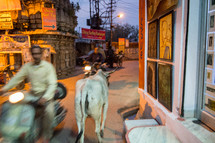 motorcycles and cow on the streets of India 