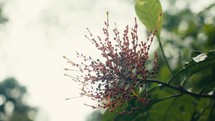 Tropical trees and plant life in the rainforest jungles of Costa Rica