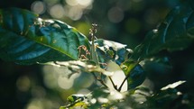 Tropical insects in the rainforest jungle of Costa Rica