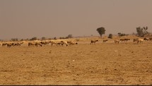 sheep on drought stricken land 