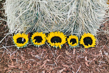 sunflowers on hay