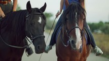 Close-up portrait of horses. two harnessed mares stand while their riders sit astride and communicate Farm animal, sport concept.