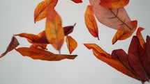 falling brown leaves 