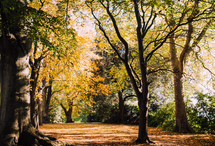 Forest in Autumn Season