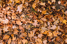 brown Leaves on the ground 