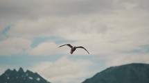 Closeup Of Dolphin Gull In Flight In Ushuaia, Tierra del Fuego, Argentina. slow motion, tracking shot