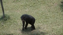 Chimpanzee Walks On Green Grass In Wildlife Reserve - slow motion	