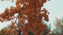 tree with fall leaves 
