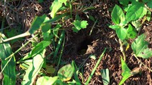Tiny Ants Carry Leaves Into Hole.