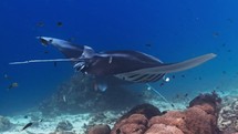 Oceanic manta ray have been filmed in the Komodo Archipelago, in Indonesia, on the diving site of Manta Point and Mawan