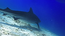 Tiger Sharks in close-up view in the Fulahmullah Island in the Maldives