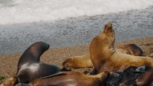 Sea Lions And Seals Resting By The Beach In Peninsula Valdes, Patagonia, Argentina - Close Up	