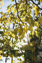 glow of sunlight on green leaves on a tree
