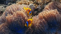 Underwater Anemone City, with fun and cute Clownfish protecting their family in the South of the Egyptian Red Sea