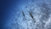 Dolphins in the Blue in the Atoll of Rangiroa in the French Polynesia