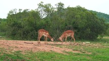Two male impalas fight in bush wilderness Kruger National Park 