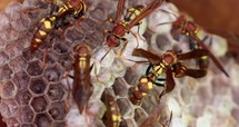 Wasps on nest feeding eggs ready to hatch