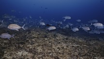 Big Shoal of Jackfish or Trevally over the Reef - Southern of the Maldives