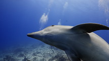 Dolphins in the Blue in the Atoll of Rangiroa in the French Polynesia