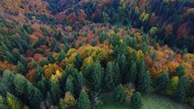 Aerial view from a drone, autumn trees in the forest colored with many colors, hilly rural forest landscape, sunlight illuminating the treetops. 