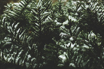 Christmas Tree Close Up with Winter Snow on Evergreen Pine Branches