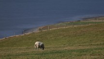Sheep Grazing beside the Ocean in England Animals Farm Country
