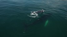 Costa Rica Mother And Baby Whale Watching Drone Aerial