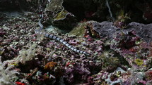 Black & White Banded Sea Snake from the Banda Sea in indonesia