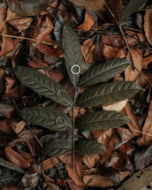 wedding bands on leaves 