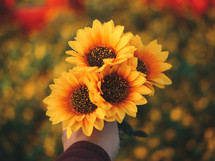 a hand holding out yellow sunflowers 