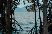 mangrove trees 
