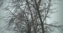 Slow motion Christmas snow background. Snowflakes, snow flakes falling in slow motion on trees during winter snow storm.