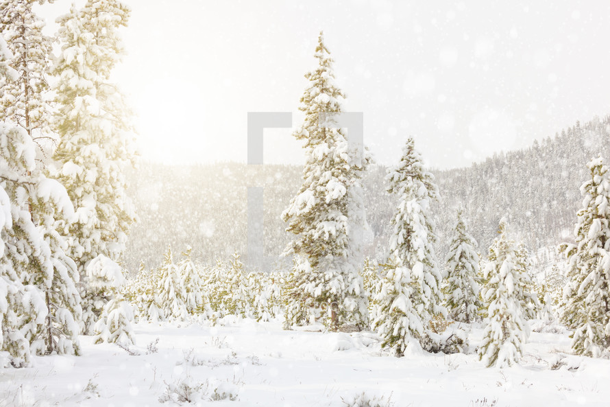 Sunny winter landscape of snowflakes falling on evergreen trees covered in snow in front of mountain in Colorado