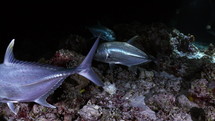 Giant Jackfish in the night in the Maldives