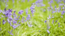 Beautiful Bluebell Flowers Gently Carpet A Peaceful Forest With Color In Spring
