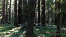 Aerial drone cinematic redwood trees walking path Avenue of the Giants Redwood Forest in Humboldt Eureka California 
