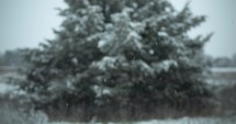 Slow motion Christmas snow background. Snowflakes, snow flakes falling in slow motion during winter snow storm on green pine tree.