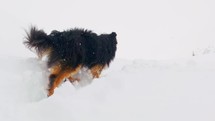 Man and his dog ski up hill mountain pass Colorado