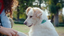 Loving female owner treating and talking to a dog, training him to give a paw, spending time outdoors in the park. Tilt-down shot
