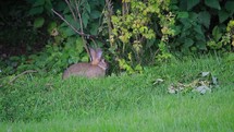 A Rabbit Eating Grass and Jumping Across a Lawn
