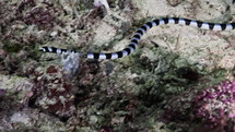 Black & White Banded Sea Snake from the Banda Sea in indonesia