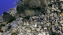 Black & White Banded Sea Snake from the Banda Sea in indonesia