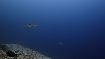 Whitetip Shark swimming over the Coral Reef - Southern of the Maldives