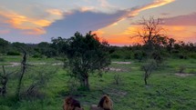 African lions in Kruger National Park 
