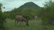 Zebras grazing in bush Kruger National Park 